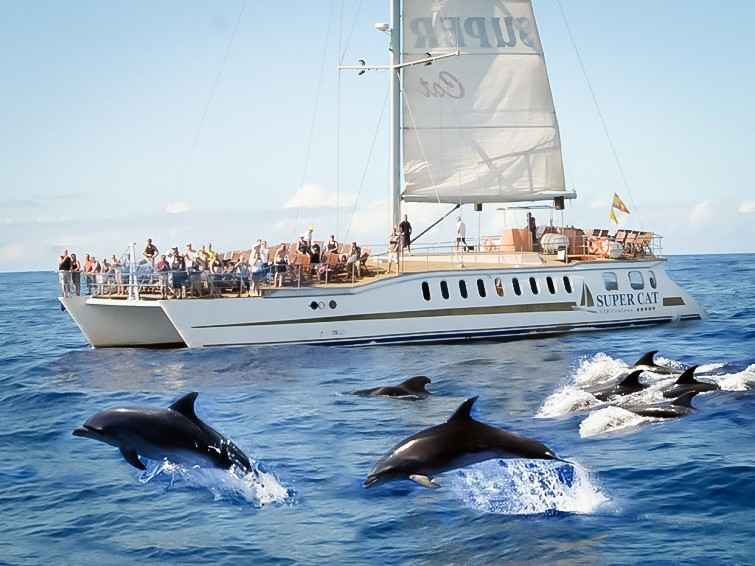 DOLPHIN TOUR The N°1 in the Sun